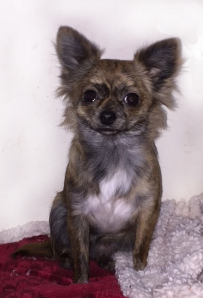 Long haired brindle chihuahua sale