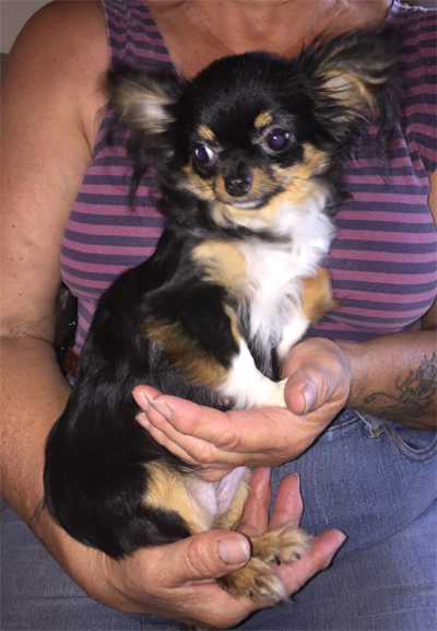 Long haired black and tan outlet chihuahua