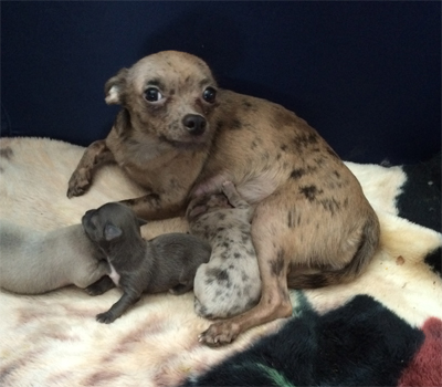 chocolate merle chihuahua